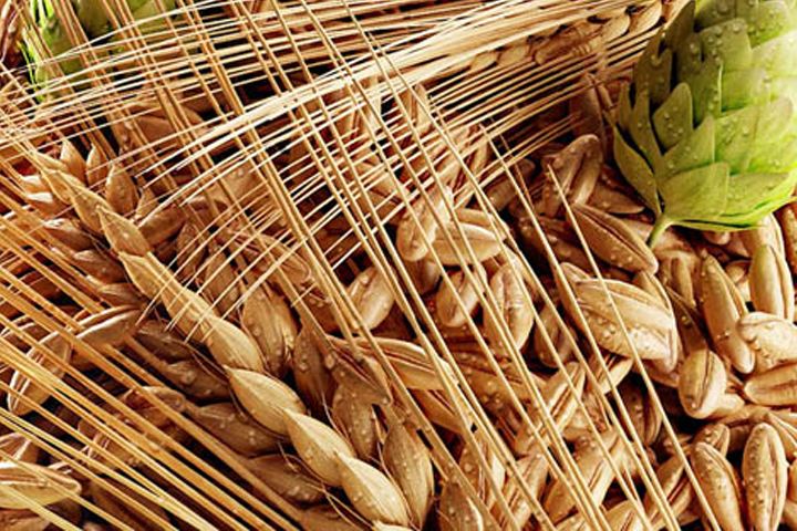 啤酒原料麥芽--豪魯啤酒設(shè)備供應商 啤酒原料麥芽--豪魯啤酒設(shè)備供應商